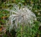 Engelh&ouml;rner_01